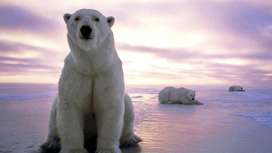The most beautiful image of a real polar bear with a purple sunset background