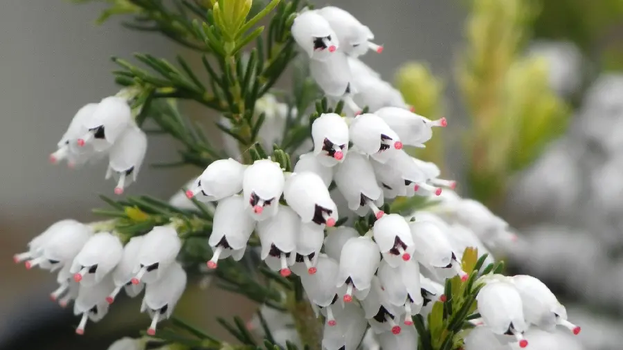 Extremely special and interesting flower background with high quality 