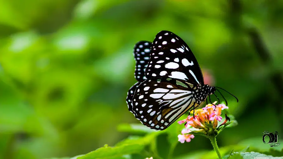 Butterfly Photo for Group Profile