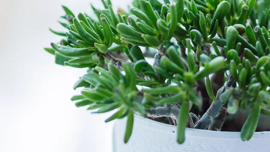 HD Focused Houseplant Photos