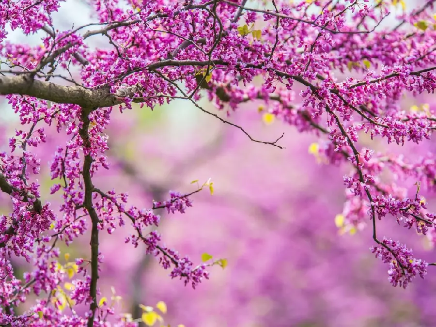Unique Spring Blossom Photo