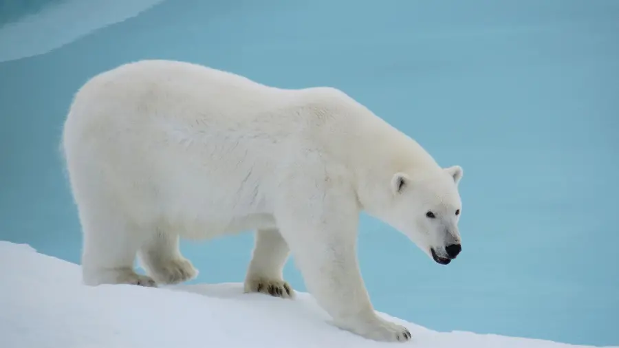 The highest quality photo of a real polar bear with a blue and white color theme