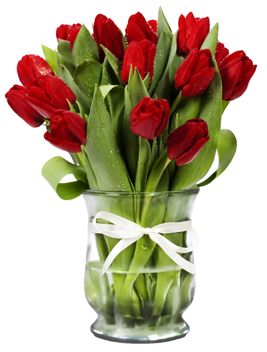 Red tulip bouquet with dew in a vase in an hd view