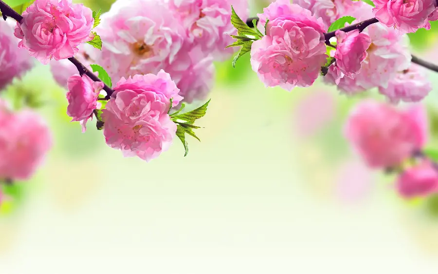 High quality spring blossom image for writing romantic text