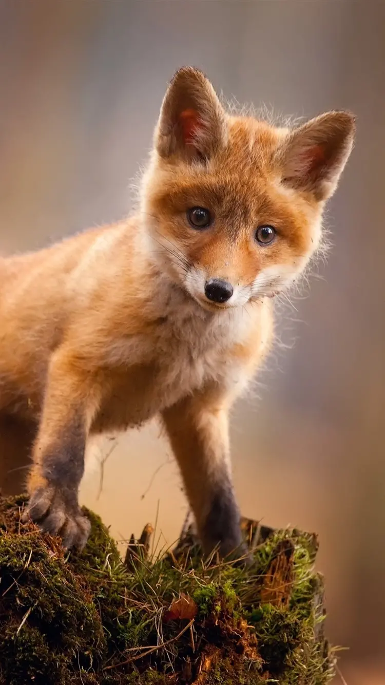 Cute baby fox photo for phone wallpaper