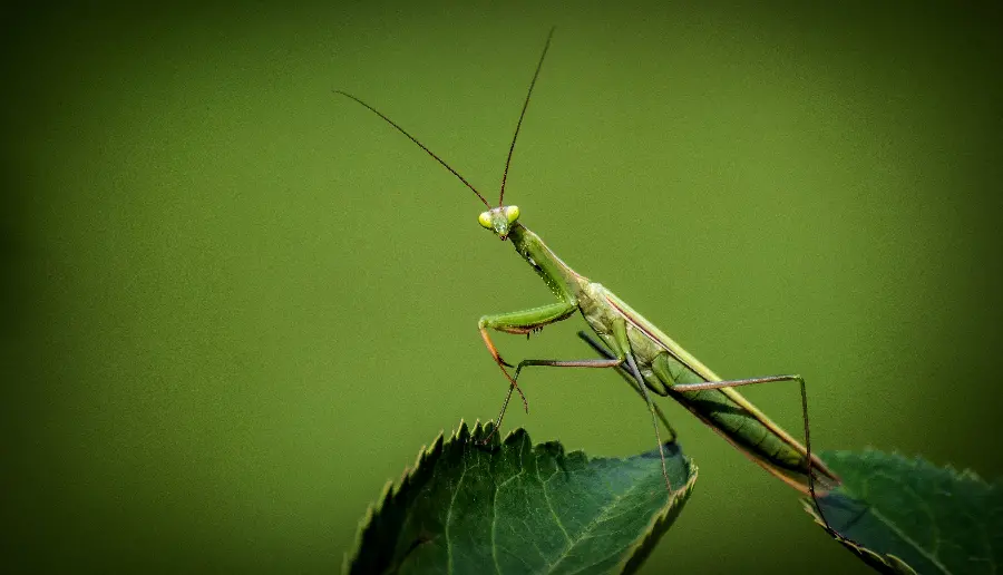 Free download of a praying mantis insect photo in HD quality 