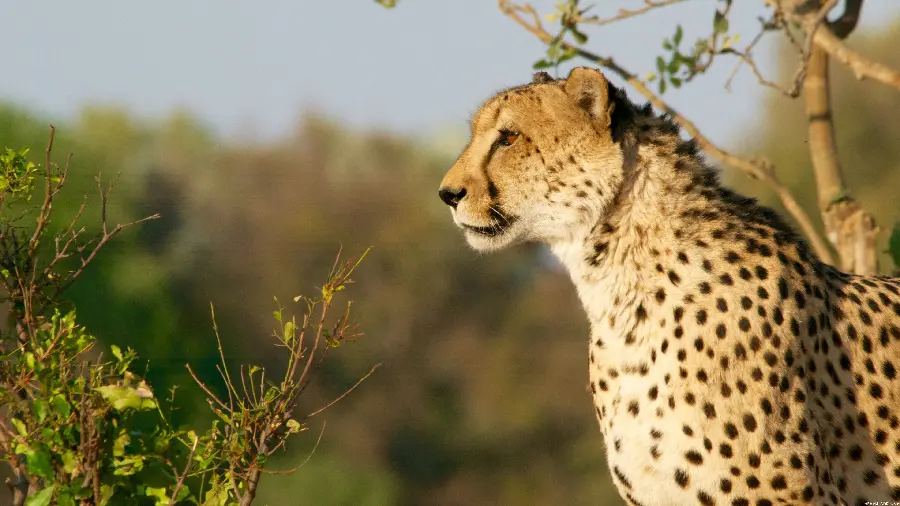Photo Wild Leopard 4k