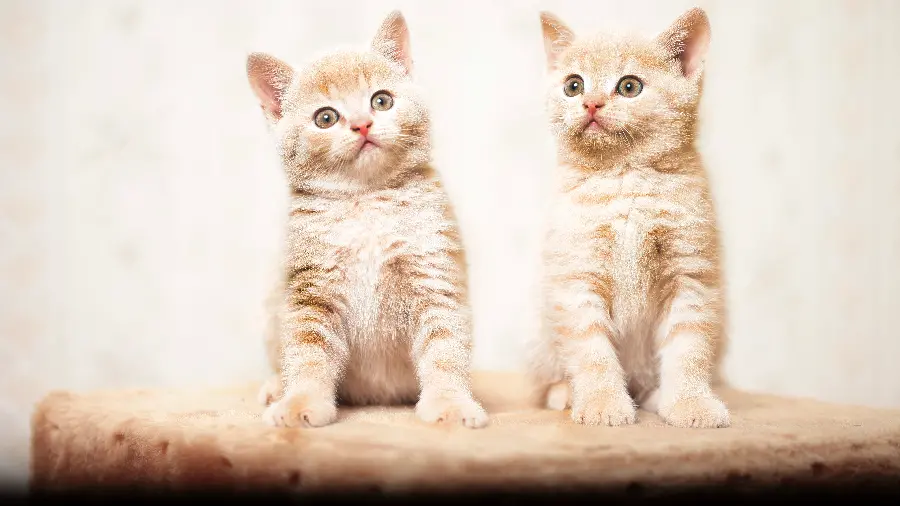 Cute and lovely twin cats photo for laptop wallpaper