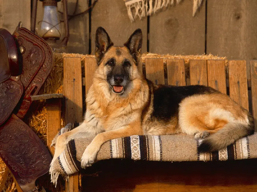German Shepherd Photo with Horse Saddle