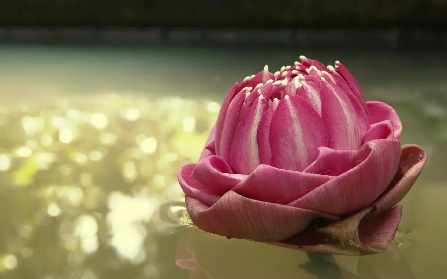 Beautiful pink flower bud photo pink wallpaper hd