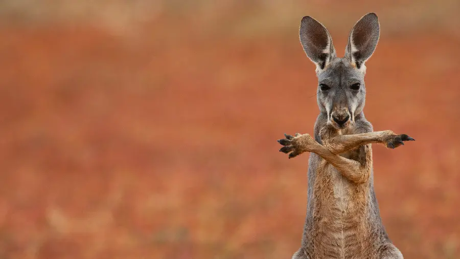 Kangaroo Stock Photo and Wallpaper in the Heart of Nature in 4k Quality