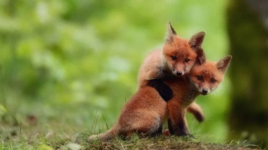 Download free funny fox stock photo suitable for printing and design