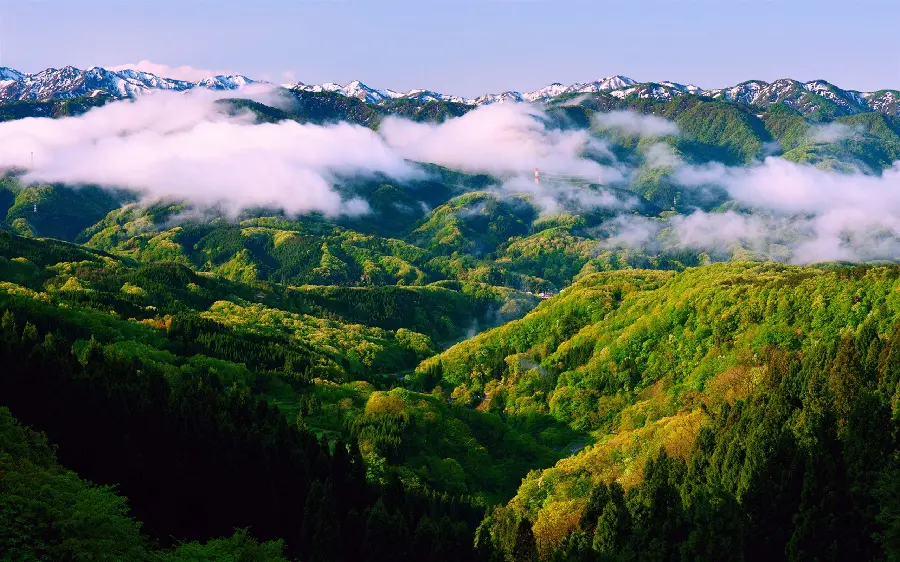 The most dreamyPhoto of a real forest in the spring, green and beautiful