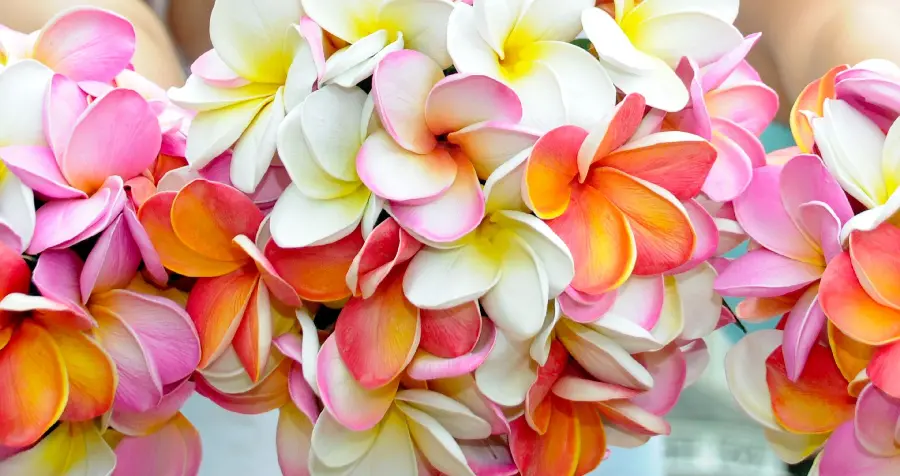 Colorful poster of Plumeria flower ready to print