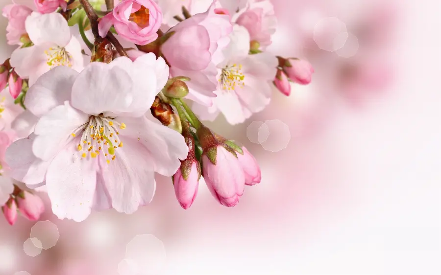 Beautiful spring blossom photo for greeting card design
