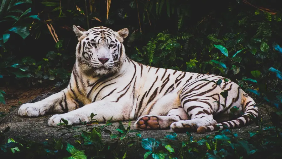 Tiger Wallpaper for PC