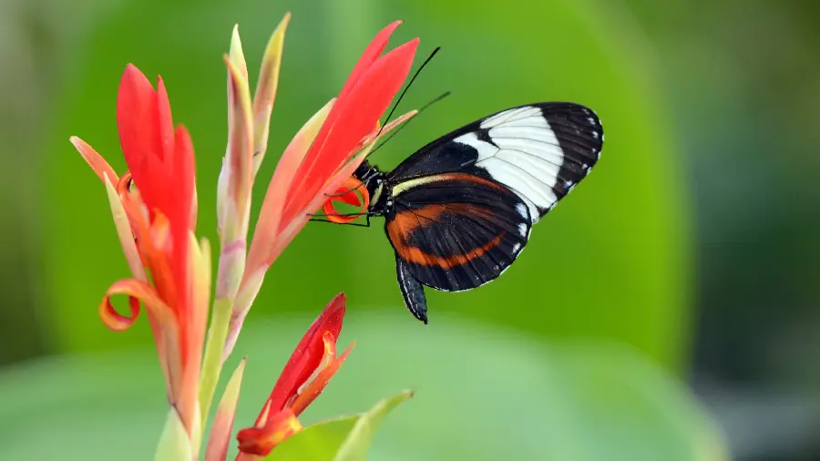 Luxury profile photo Black Butterfly