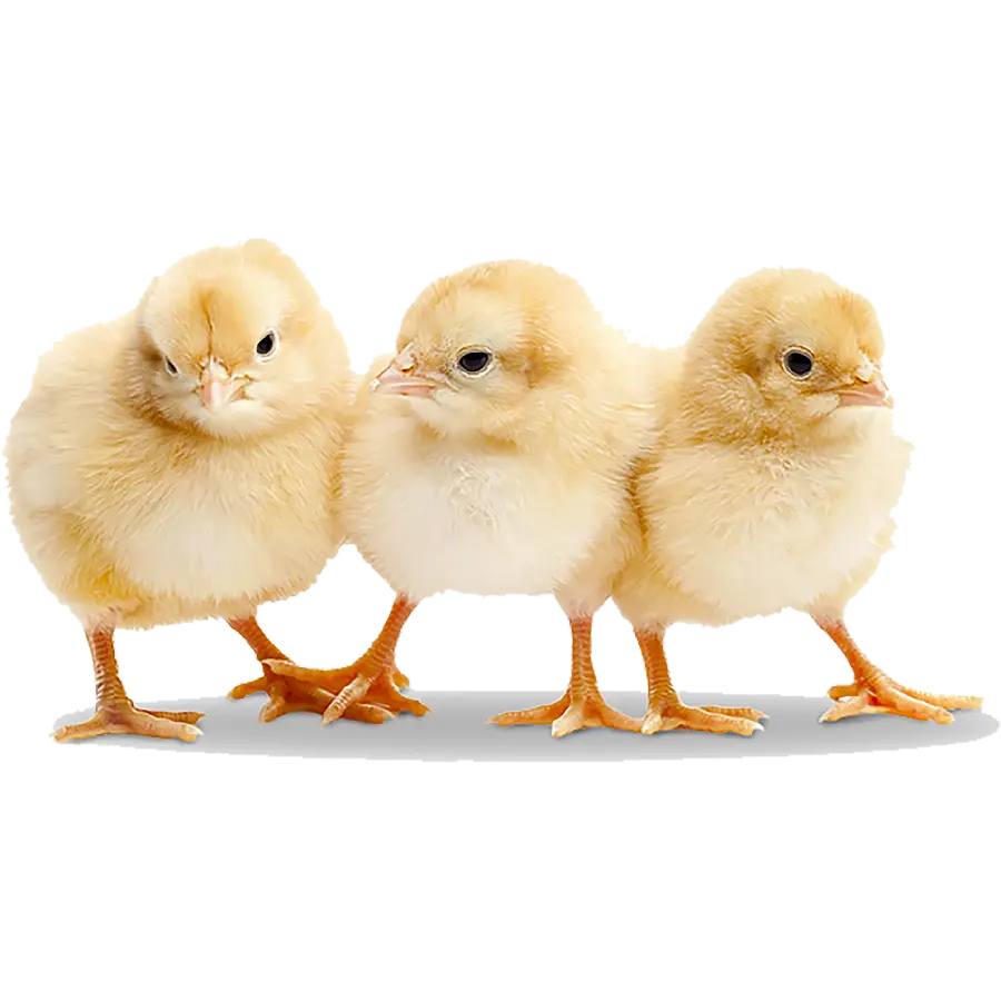Super beautiful image of three tiny colored chicks PNG