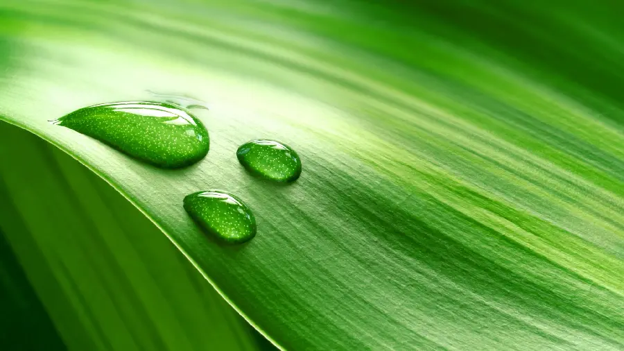 Interesting and beautiful wallpaper of water drops on a beautiful leaf 