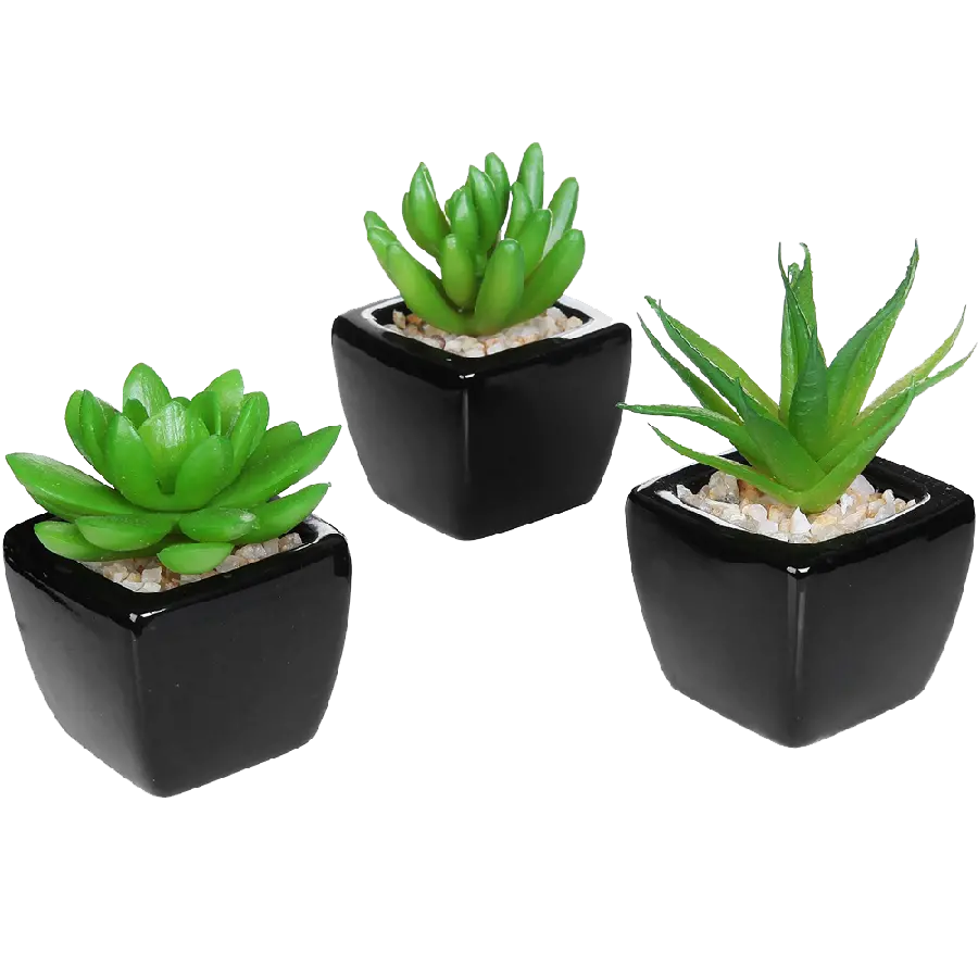 Photo of Three Stylish Pots Without Background