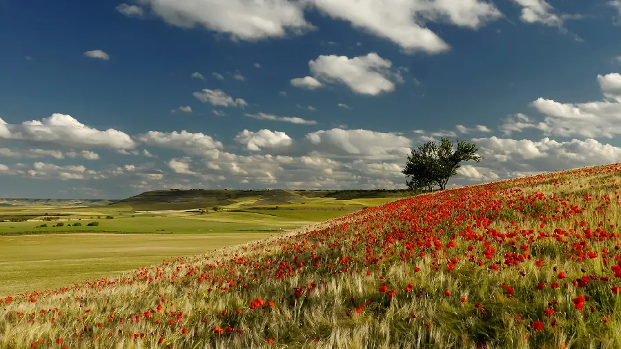 A Spectacular Flower Field Photo in the Heart of Nature for an Insta Post