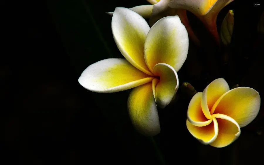 Masterpiece photo of a blooming plumeria flower bud with a simple black background