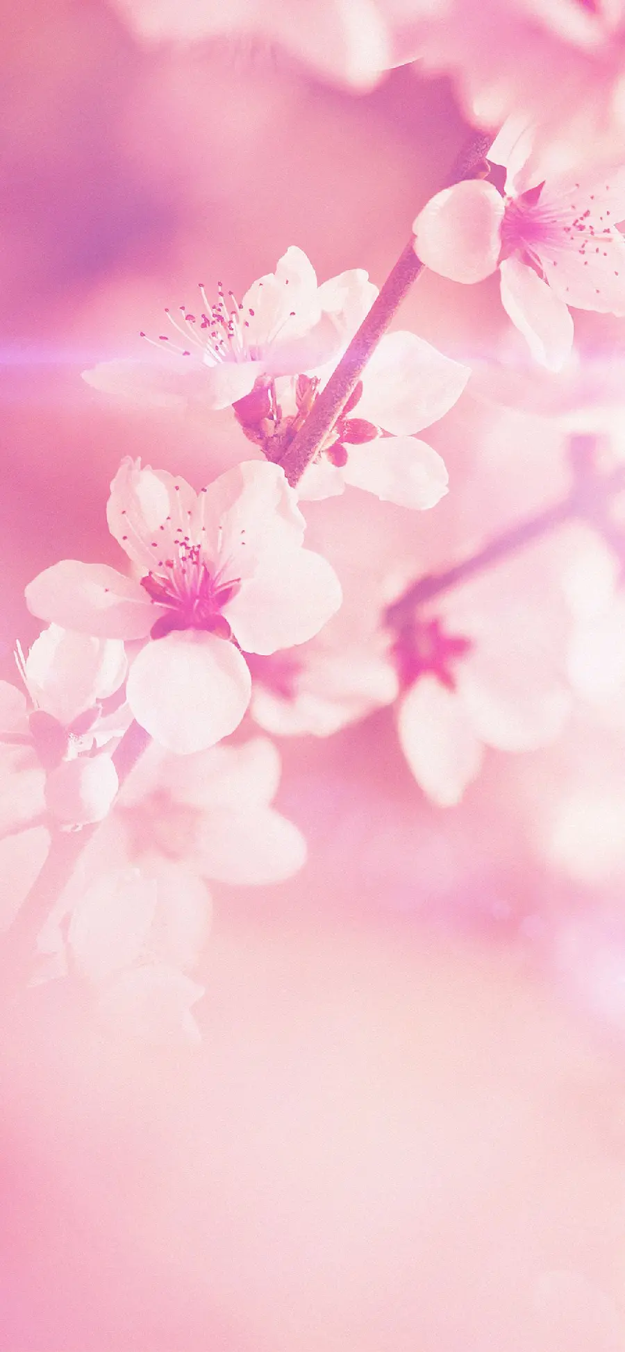 HD image of pink spring blossoms for writing text