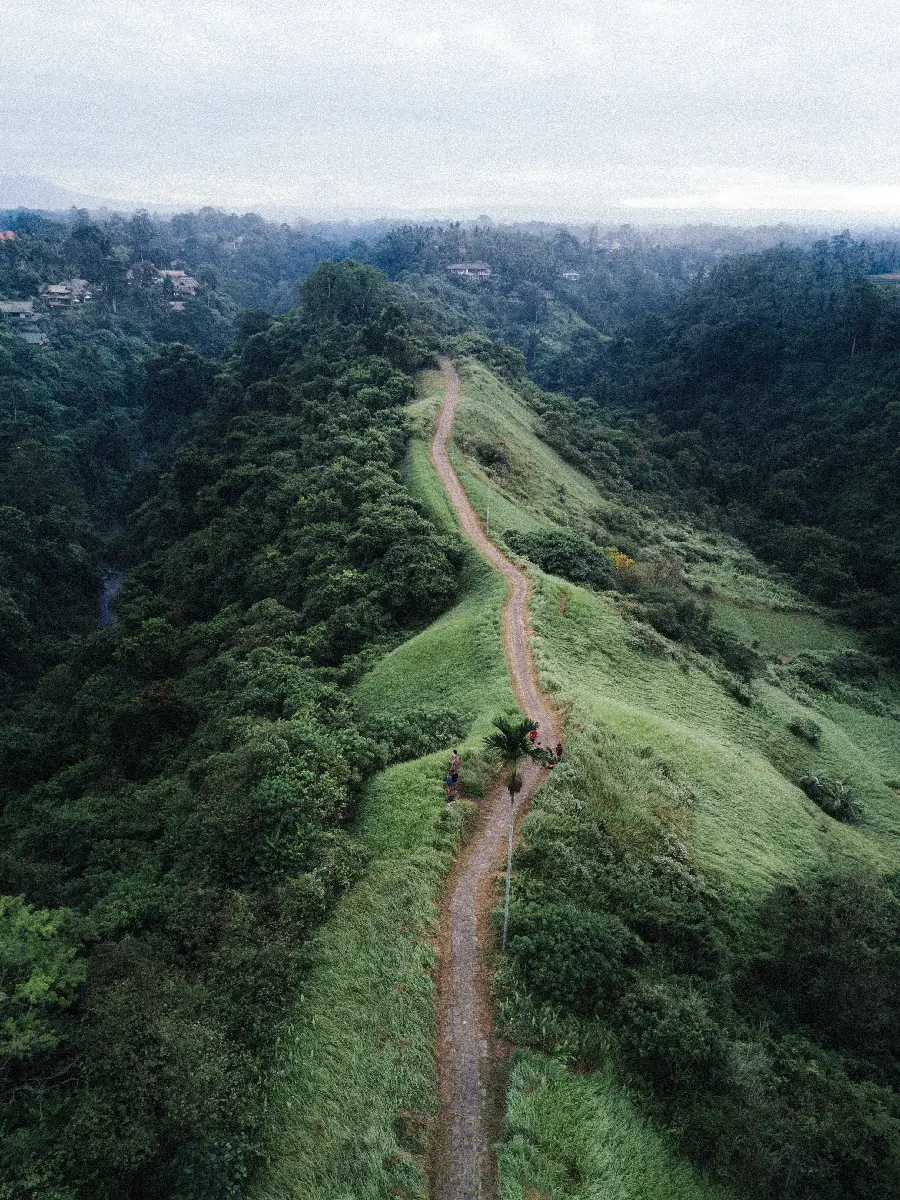 Image of a spectacular lush forest road in Bali in 4k quality
