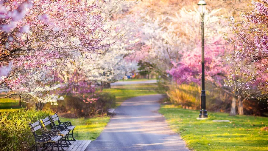 Nature Art Frame Pink Trees Park in Spring 2023