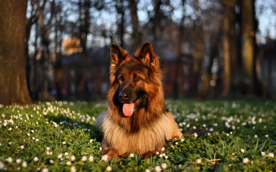 German Shepherd Dog Wallpaper HD