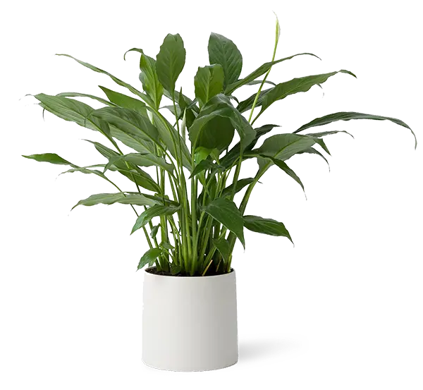 Photo of houseplant boxwood PNG without background for graphic works