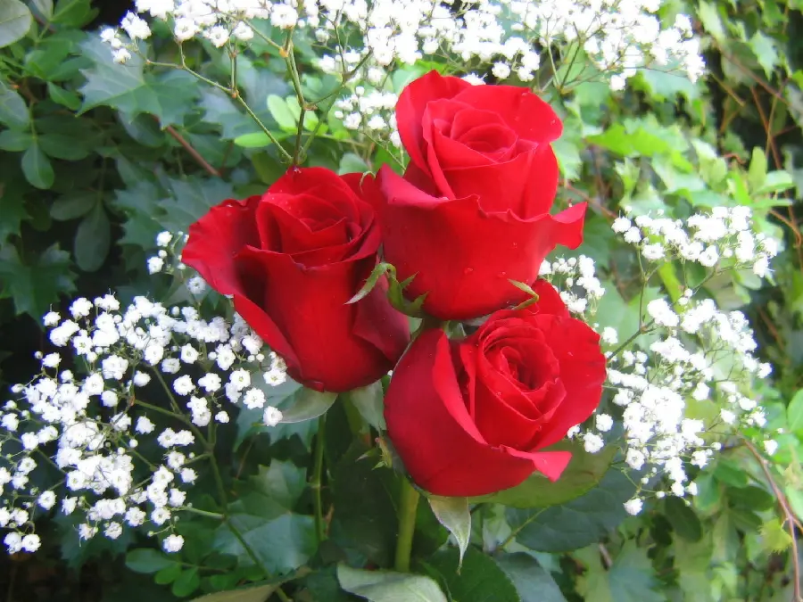 The most beautiful laptop wallpaper of roses next to the bride's flower 