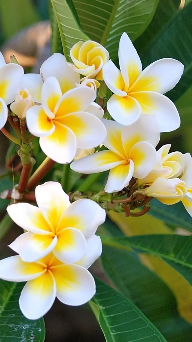 Full HD view of a beautiful plumeria flower branch in bloom