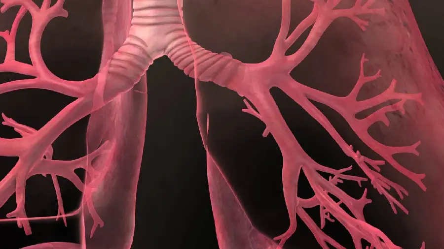 High Quality Human Lung Tissue Photo
