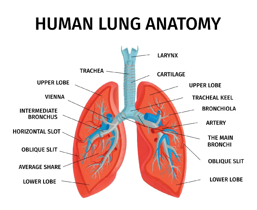 High quality photo of human lung and respiratory system anatomy