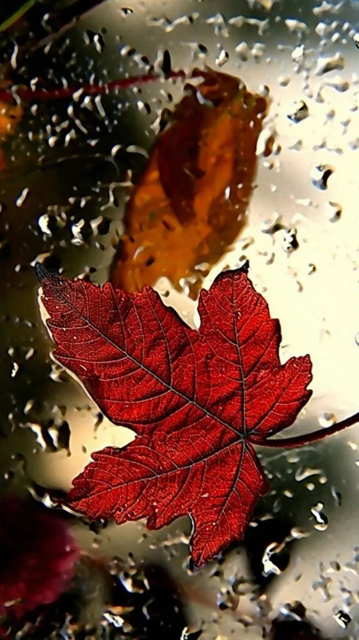 Single Autumn Leaf Photo