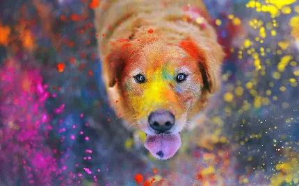 Beautiful Dog Breeds Wallpapers for Desktop and Laptop Backgrounds