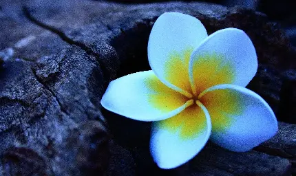 Download Beautiful and Fragrant Plumeria Flower Images in Full HD