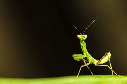 Mantis Insect Images in Full HD Quality - High-Resolution Photos