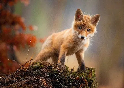 Cute Fox Baby Profile Pictures and Wallpapers in High Quality
