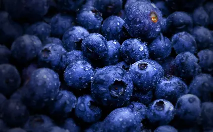 Images of Delicious Blueberry Fruit with High Quality