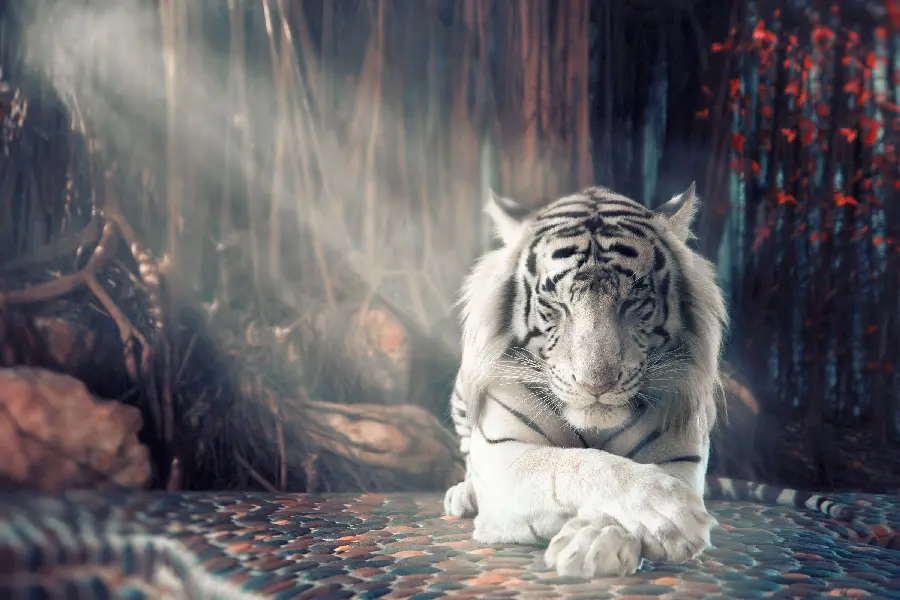Digital background of a graceful white tiger on a pebble