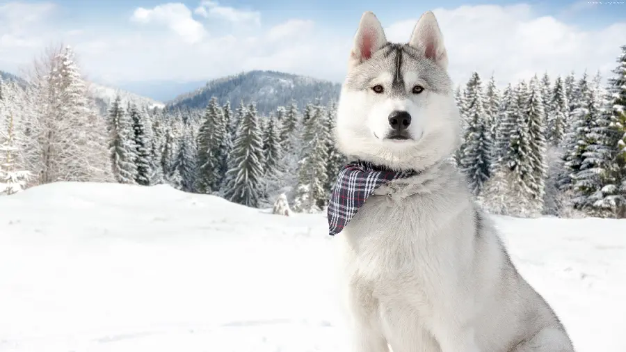 Amazing photo of a beautiful white husky dog ​​with an attractive plaid collar