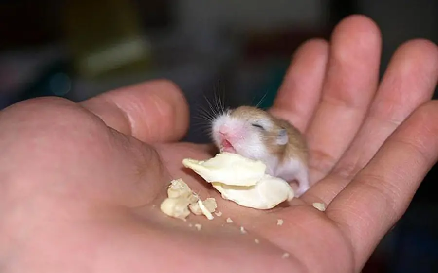 Beautiful and interesting wallpaper of a very small hamster with excellent quality 