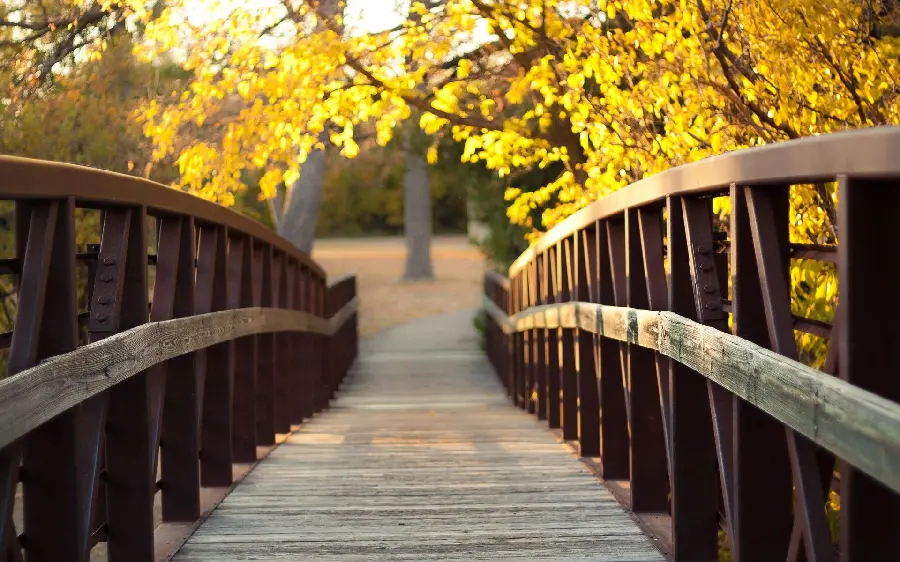 A spectacular portrait of yellow trees next to a beautiful wooden bridge