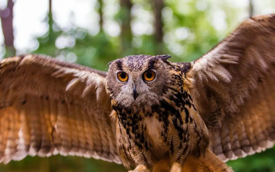 Awesome masterpiece wallpaper of a beautiful and wild bird, an owl, for iPhone