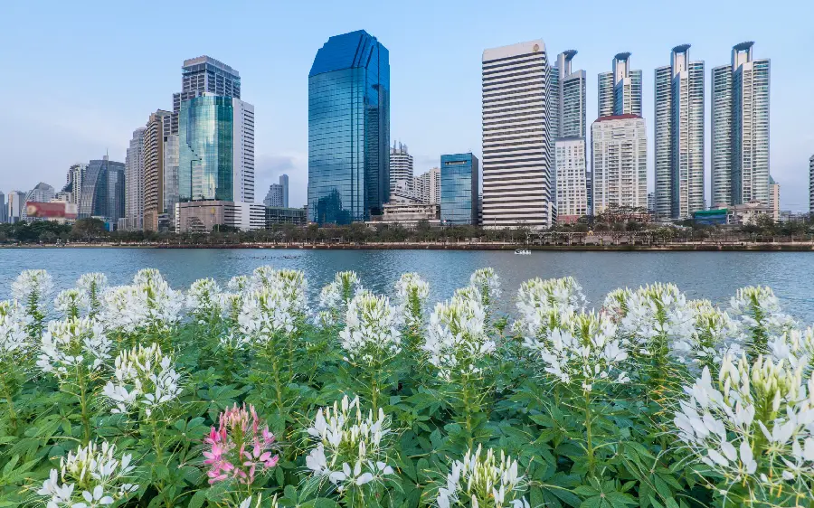 Stock photo of skyscrapers and a river full of sea anemones