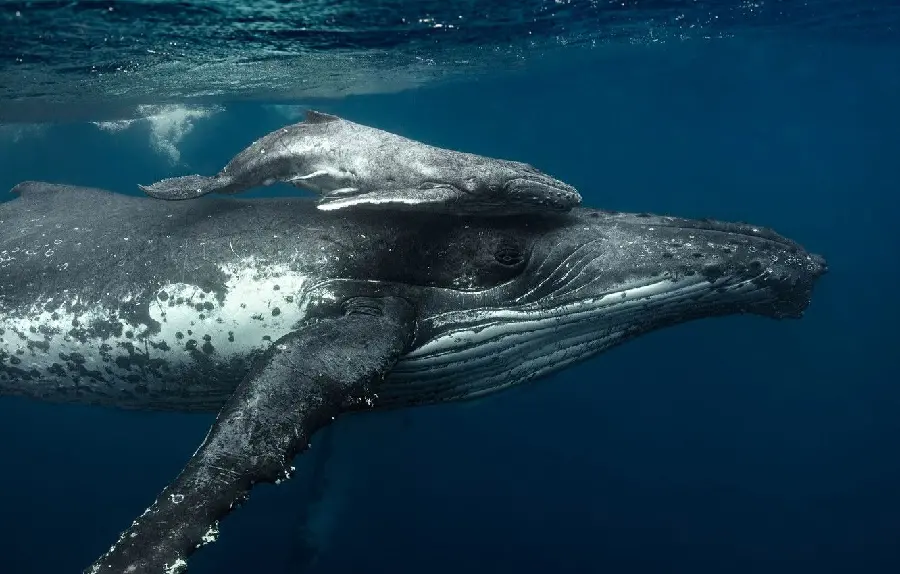 Amazing wallpaper of a small whale riding a large whale