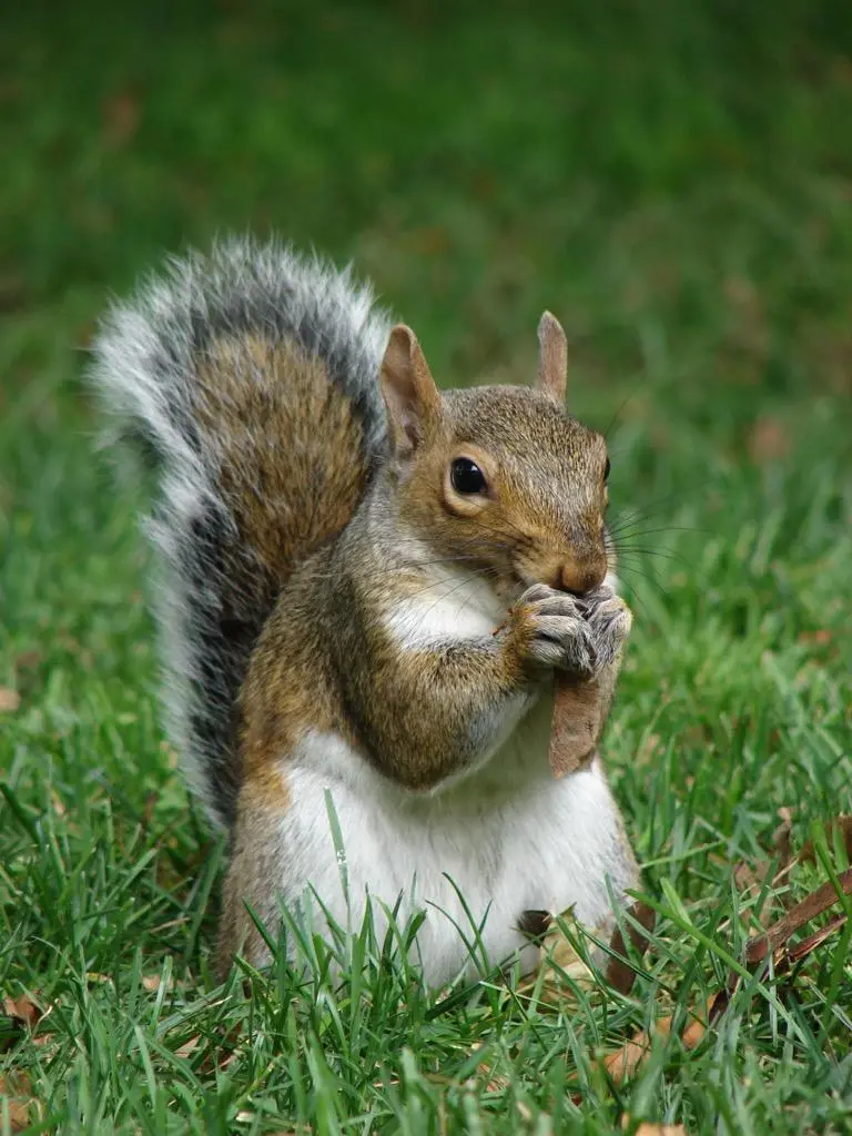 Stock photo of a squirrel, one of the most beautiful animals