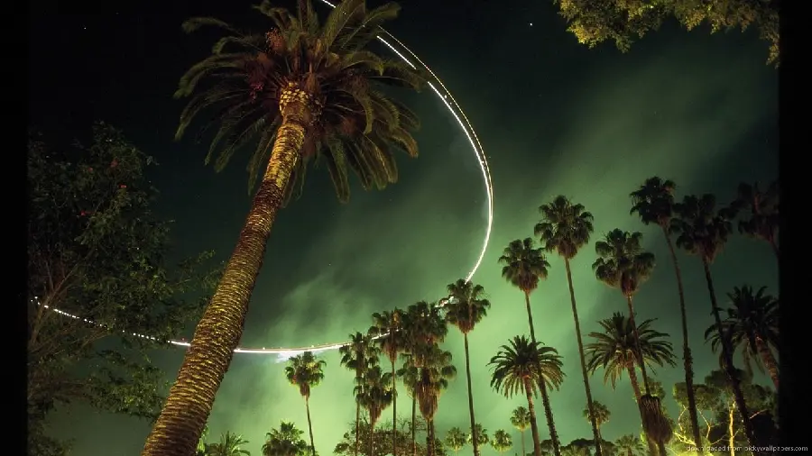 Amazing scenes of ornamental palm trees around the city of Los Angeles